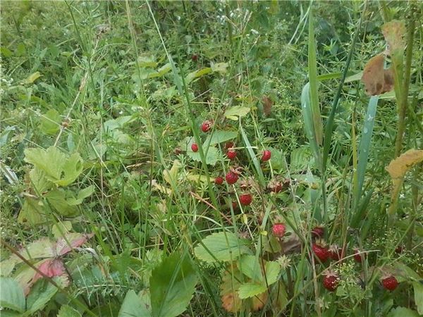  Überwuchertes Unkraut kann Grauschimmel verursachen