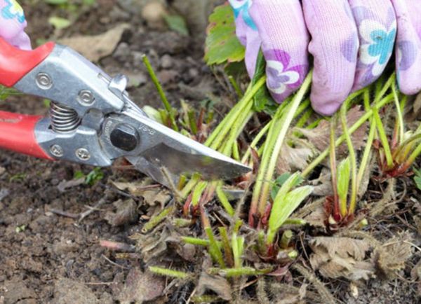  Das Entfernen von Laub nach der Ernte von Erdbeeren verhindert Grauschimmel.