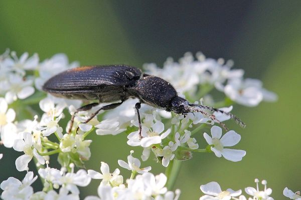  Coléoptère coléoptère