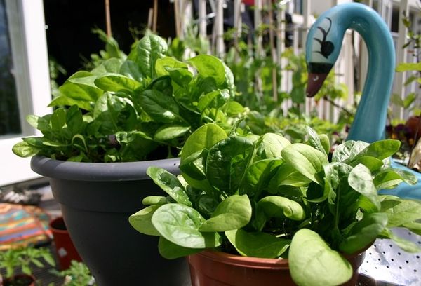  Sie können Spinat in Töpfen und Blumenkästen anbauen