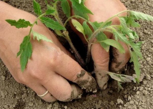  Des plants de tomates sont plantés et cernent un cramoisi à l’âge de 60 jours environ dans la serre, en pleine terre - une semaine plus tard.