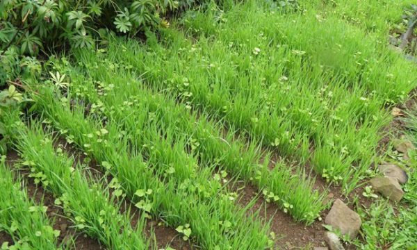  Rettichöl im Garten