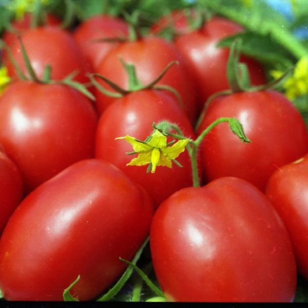  Les meilleures variétés de tomates déterminantes pour les serres en Sibérie