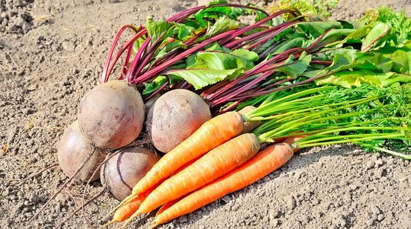  Comment planter des graines de carottes et de betteraves