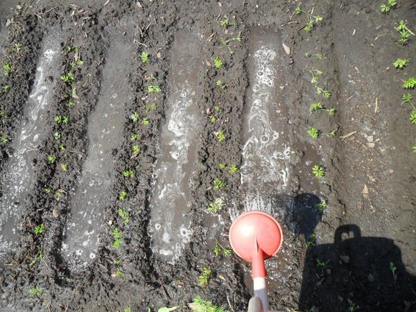  Un arrosage régulier est important pour les carottes et les betteraves.