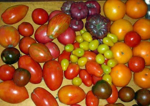  Die Vorteile des Anbaus von hohen Tomaten