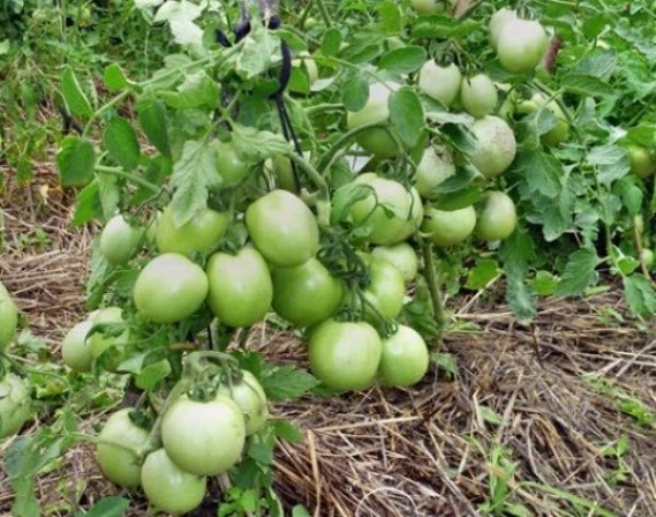  Les inconvénients de la variété sont notamment la faible formation de fruits par temps chaud.