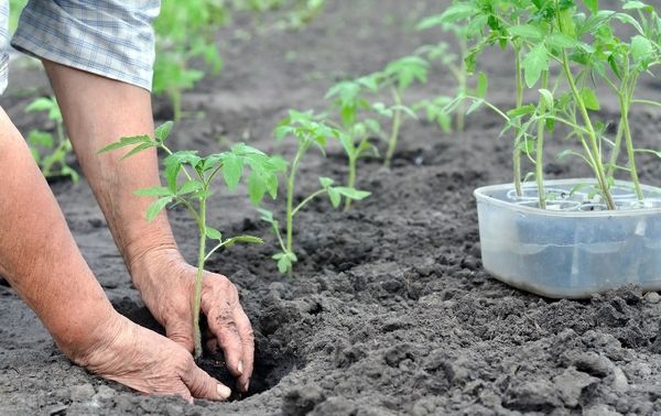  Die Sämlinge werden im Alter von 50 bis 70 Tagen in den Boden transplantiert