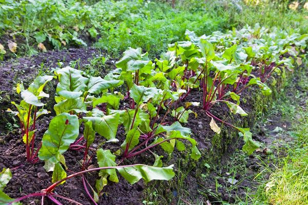  Planter des graines de betterave dans le sol