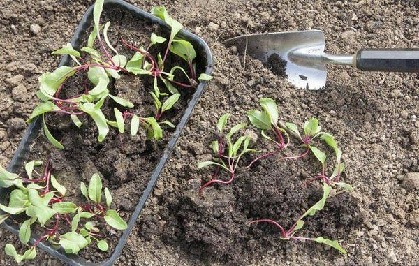  Keimlinge von Rüben werden nach 10 cm in den Boden gepflanzt