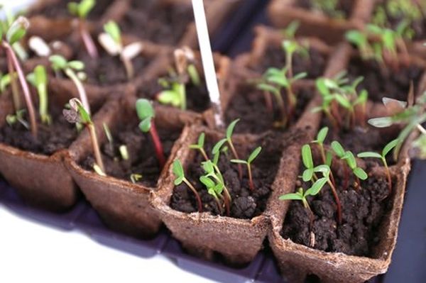  Lors de la plantation de semences pour les semis, les boîtes sont stockées à la maison ou dans une serre.