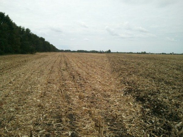  Le sol pour la plantation d'un tournesol après les céréales et le maïs ira parfaitement