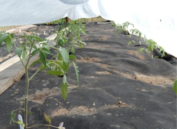  Tomates sous le matériau de couverture