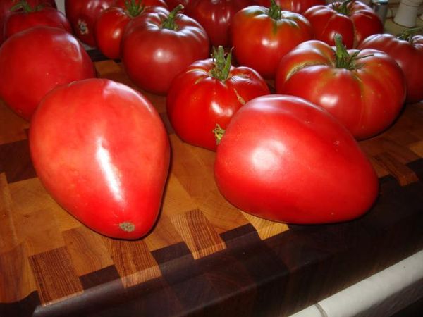  Les premiers fruits de la brousse ne sont pas adaptés au salage en raison de la grande taille