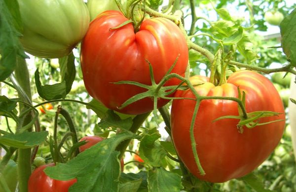  Tomatensorten Kardinal