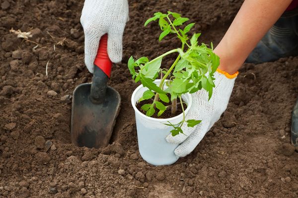  La plantation des semis dans le sol est faite fin mai-début juin.