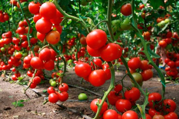  Landwirtschaftlicher Anbau von Tomaten