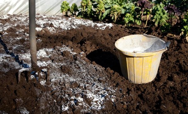  L'acidité du sol avant la plantation est régulée par le chaulage