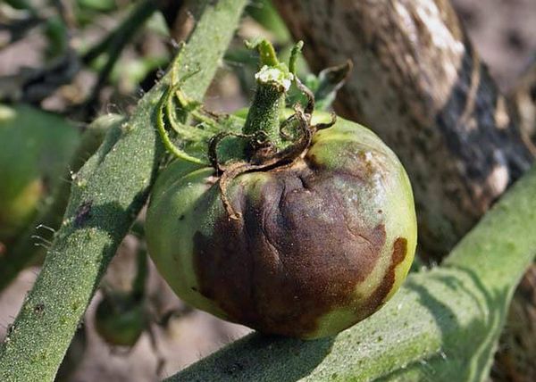  La défaite du foetus tomate mildiou