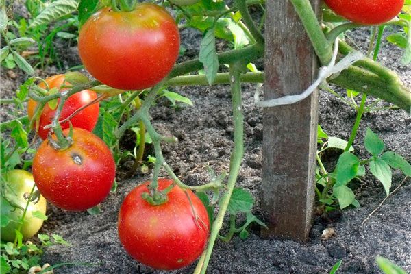  Damit die Früchte schön und gesund sind, müssen Fungizide eingesetzt werden