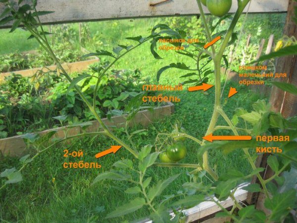  Formation d'un buisson de tomate en deux tiges