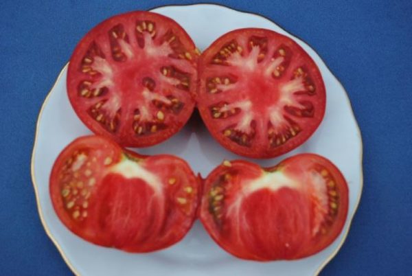  Tomatenbärentatze im Schnitt