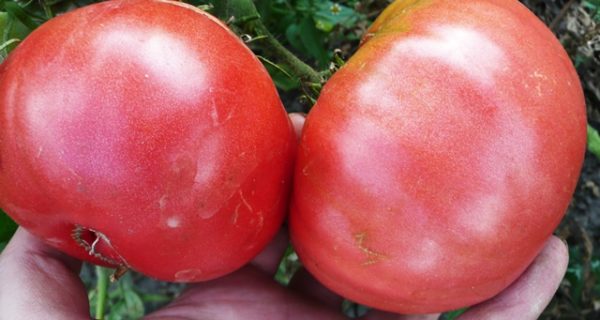  Früchte des Tomatenkappen-Monomakh-Abschlusses oben