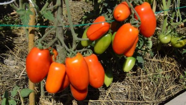  Tomaten Rio Grande