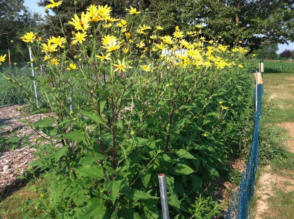  Topinambur-Büsche können eine sehr große Höhe erreichen, dann brauchen Sie ein Strumpfband