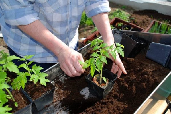  Soins des plants de tomates