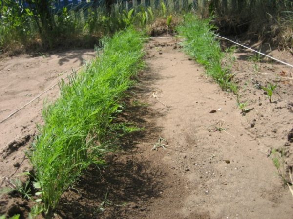  Dillbetten im Garten