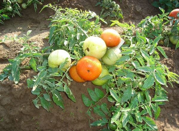  Tomaten für die Region Moskau, die nicht pasynkovaniya erfordert