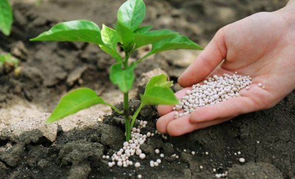  Nitrophoska est bien soluble dans l'eau et facilement absorbé par les racines de la plante.