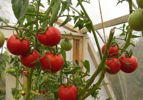  Was sind die frühen Sorten von Tomatenpflanzen im Gewächshaus?