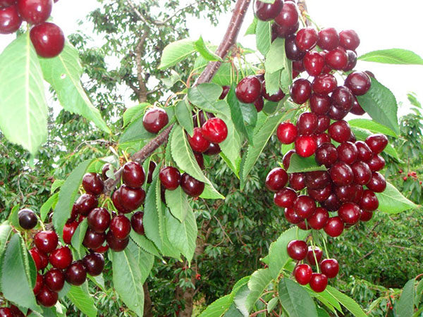  Coeur de taureau doux cerise