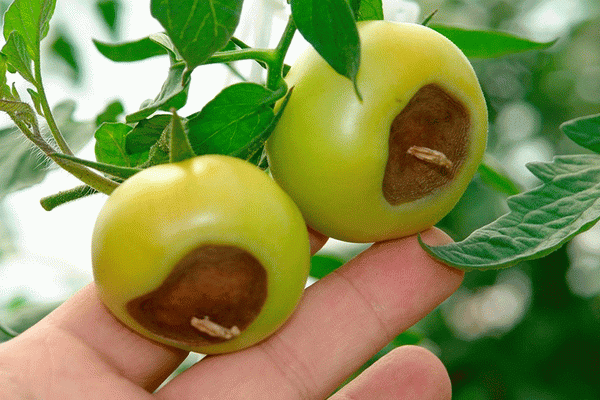  Pourriture des tomates Pourriture du haut