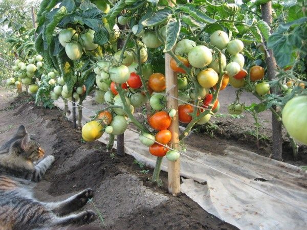  Sogar in Sibirien, gepflanzt nach der Methode von I. M.Maslow-Büsche aus Tomaten ergeben im Freiland und in Gewächshäusern konstant hohe Erträge