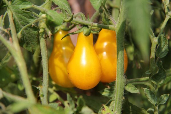  Tomaten-Honig-Tropfen