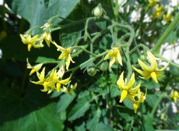  Top vinaigrette de tomates pendant la floraison