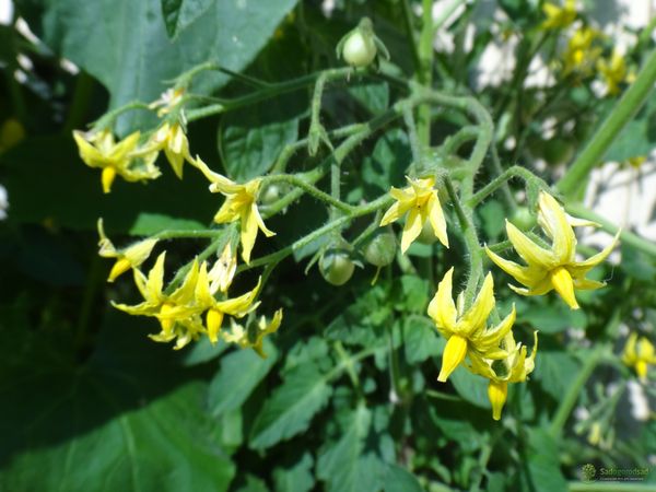  Top Dressing von Tomaten während der Blüte