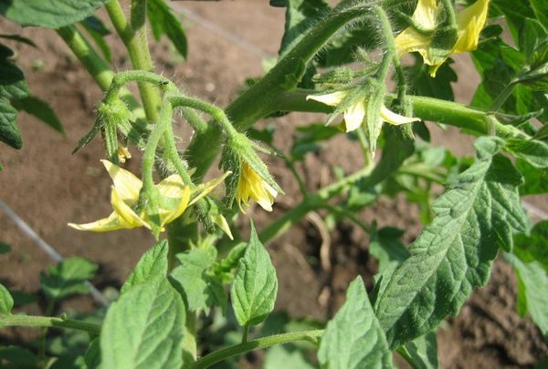  Eierstock für Tomaten