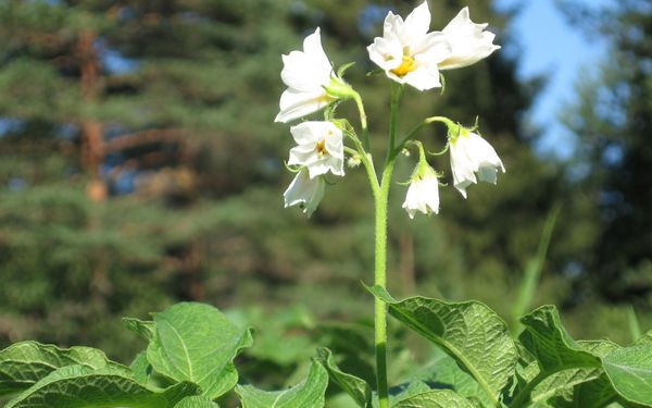  Kartoffeln werden zu Beginn der Blüte zum zweiten Mal - in einer Woche - verarbeitet