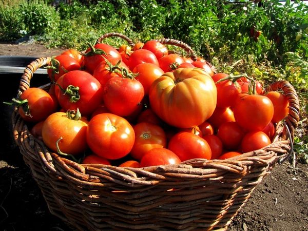  Das Medikament Ovary hilft bei der Ernte auch nach Frühlingsfrösten