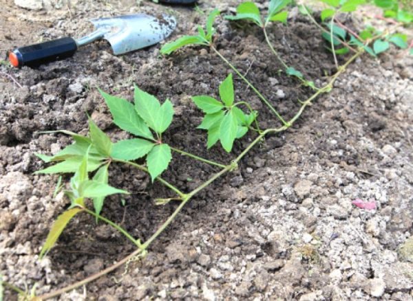  Multiplier le raisin fille ne cause pas de difficultés