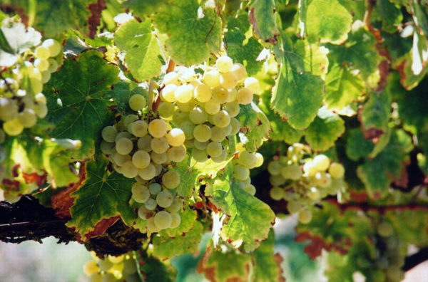  Sauvignon-Traube