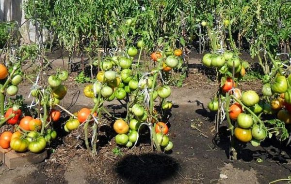  Tolerieren Sie nicht abrupt Tomaten im Schatten der Sonne.