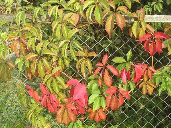  Raisins de Virginian (cinq feuilles)