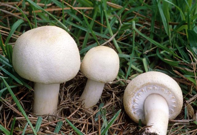  Culture de champignons