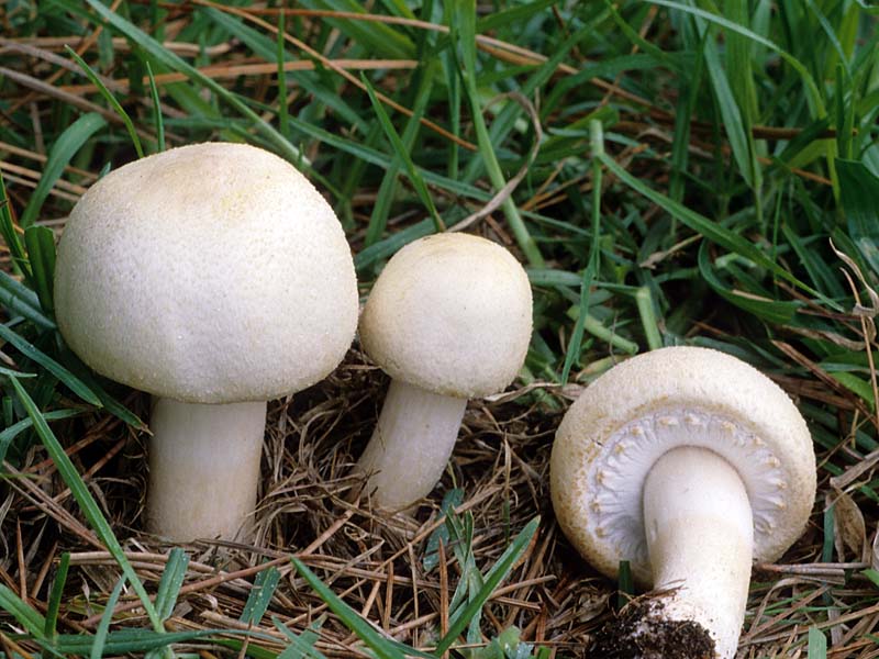  Culture de champignons