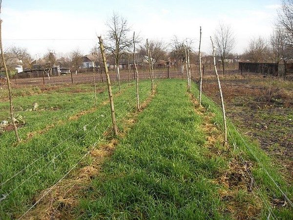  Winterweizen im Herbst gesät